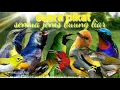 Download Lagu suara pikat semua jenis burung liar