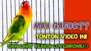 semua burung auto gacorr kalau pakai masteran suara burung lovebird ini 100 ampuhh