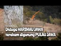 Download Lagu Diduga HARIMAU JAWA terekam digunung PULAU JAWA 