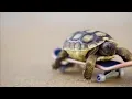 Amiryan Mish (FunkAbout)-TURTLE’s PACE