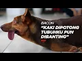 Download Lagu Bacon: Belahan Jiwa Sophia Latjuba - Rajanti Talk with Animals