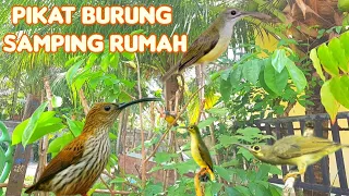 mikat burung sogon atau pijantung di serbu burung gereja