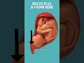 Download Lagu Mucus Plug Becomes Bloody Show #pregnancy