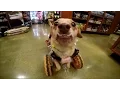 Daisy Underbite Visits Kriser s Natural Pet Store