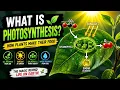 What Is Photosynthesis How Plants Make Food Explained Simply