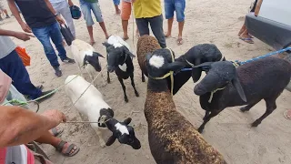 Feira de bode cabras e ovelhas em lajedo-Pe 16 outubro 2024 muitas criações