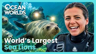 Largest Sea Lions On Earth Swim Alongside Diver | Deep Dive North America