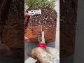 Download Lagu Easy Fix for Root Bound Plants #gardening #containergardening
