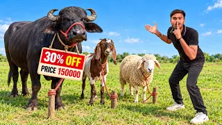 Purchase & Selling Animal’s In Our Village - आज भैंस 🐃 खरीदकर हो गया बड़ा नुकसान 