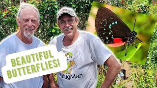 Download Beautiful Atala Butterfly Garden Tour: Unveiling Secret \u0026 Unique Creatures with Adam Skowronski MP3