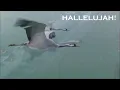I'll Fly Away Jim Reeves Lyric Music Video