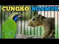 Download Lagu 🔴CUCAK CUNGKOK NGAMUK❗❗ MASTERAN CUNGKO ISIAN TUPAI