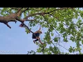 Download Lagu Hartverscheurend! De Apenkoning zaagde een superhoge banyanboom om met obstakels eronder, waardoo...