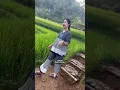 Download Lagu Kumaha atuh kang ? #gadisdesa #rismanirmalasari #shortsvideo