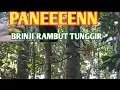 Download Lagu MIKAT BURUNG BRINJI RAMBUT TUNGGIR MASTERAN MEWAH
