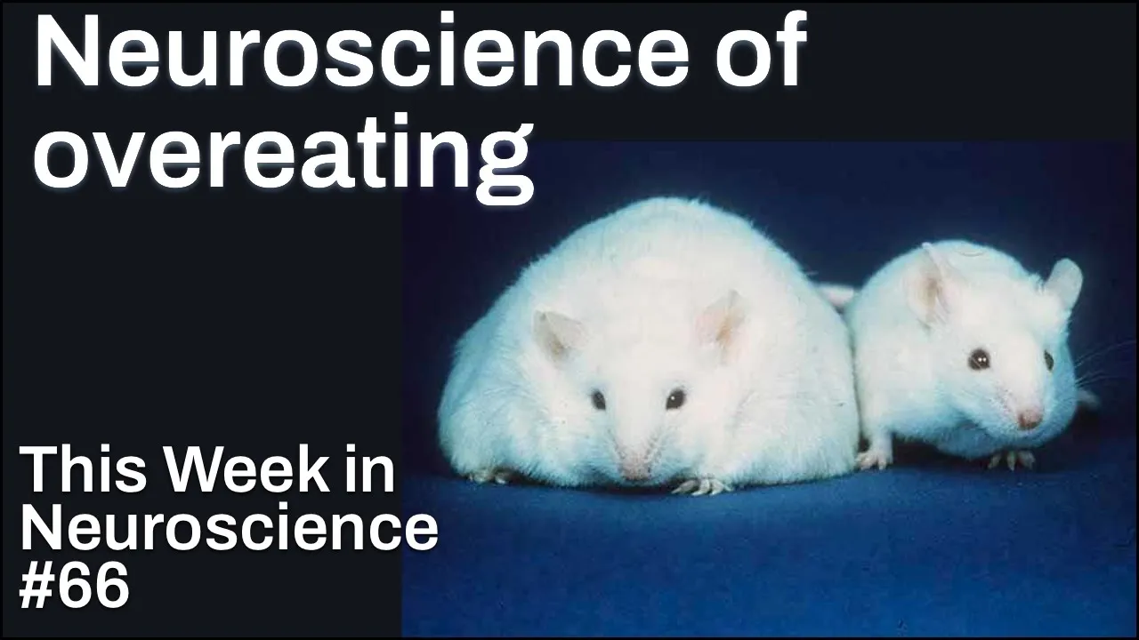 TWiN 66: Neuroscience of overeating