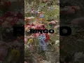 Download Lagu ITZY JAPAN 1st Album『RINGO』Track Sampler「RINGO」#ITZY #RINGO #ITZY_RINGO #shorts