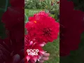 Download Lagu #flowers #dailyvlog #dahlia