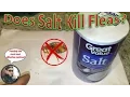 How To Eliminate Fleas With Salt Does Salt Work Against A Flea Infestation