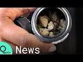 Shoppers Cheer as Recreational Cannabis Use Begins in New Jersey