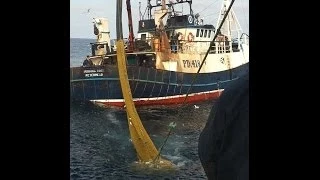 Budding Rose hauling bag of net and taking fish onboard