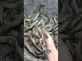 Download Lagu black tiger shrimp farming