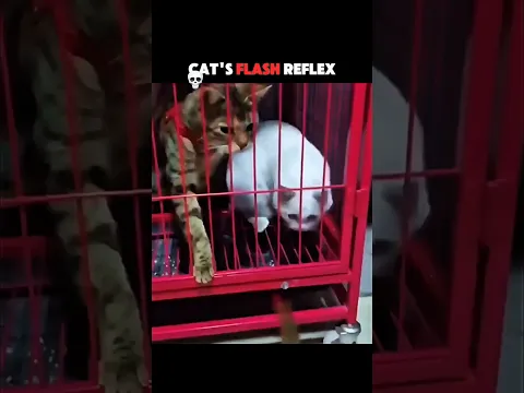 Cat's Flash Reflex 🐱⚡ #cat #catshorts