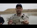 Saving the fish Mack Mesa drained due to predator fish