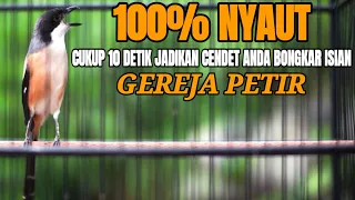 masteran cendet isian gereja petir