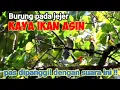 Download Lagu Suara Pikat Trucuk Ribut Kombinasi Burcil Ribut||Suara Pikat Burung Kecil