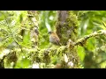 Download Lagu Black - billed Nightingale - Thrush