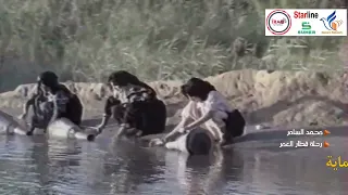 رحلة قطار العمر محمد السامر 