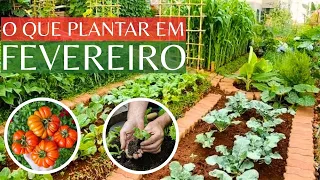 O Que Plantar nesse mês de Fevereiro de 2026 (Calendário de Plantio) Verduras e Legumes