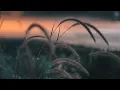 Download Lagu Video latar belakang gratis | Senja | Ilalang | Rumput bergoyang