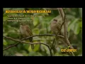 Download Lagu Suara pemanggil/pikat merbah belukar mata merah||ampuh durasi panjang