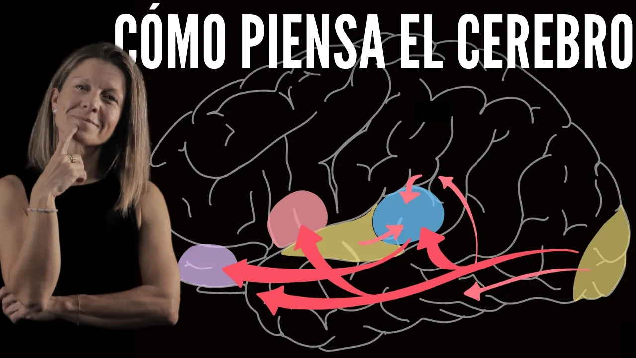 🧠Cómo tu cerebro crea la realidad: Redes neuronales, memoria y consciencia
