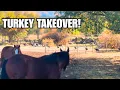 Download Lagu I followed turkeys and discovered an abandoned Orchard!