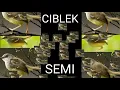 Lagu AUDIO PIKAT CIBLEK SEMI