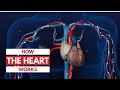 How the heart works l 3D Tour of the heart