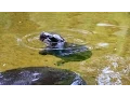 Download Lagu Pygmy Hippo baby makes a splash