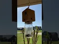 Home made Carpenter Bee trap