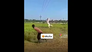 مشالله اصيل يتدلل 