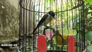 masteran jingjing batu pikat gacor