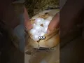 Download Lagu How Oysters Are Tricked Into Making Pearls 🤯