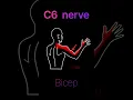 pinched nerve in the neck
