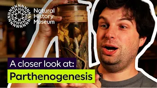 Virgin births in the world of vertebrates | A closer look at parthenogenesis