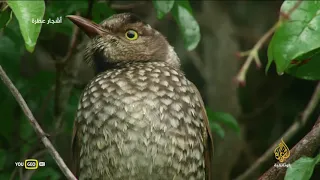 وثائقي غابات الكوكب الجزء 3 أشجار عطرة 