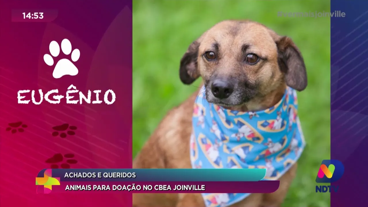 Achados e Queridos: animais para doação no CBEA Joinville