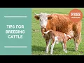 Tips for Cattle Breeding Salad Bar Beef Joel Salatin s Farm Like a Lunatic