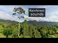 Relaxing rainforest ambience - Lazy afternoon in Borneo